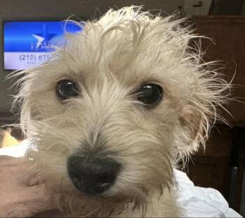 Alfie -  Cairn Terrier and Chihuahua Dog for Adoption in Boston, Massachusetts - Alfie | PetCurious