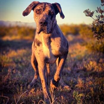 Great Dane Dogs Available for Adoption in Tehachapi, California - Ross | PetCurious