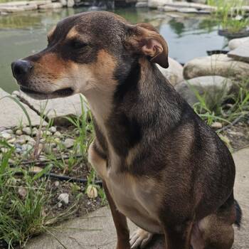 Max -  Shepherd and Terrier Dog for Adoption in Indianapolis, Indiana - Max | PetCurious