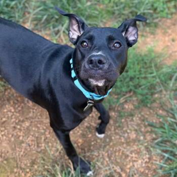 Mynette -  Mixed Breed Dog for Adoption in Fredericksburg, Virginia - Mynette | PetCurious