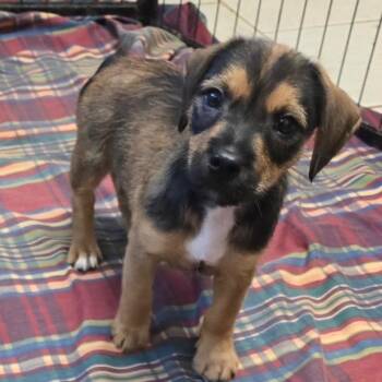 Sandy -  Mixed Breed Dog for Adoption in Wappingers Falls, New York - Sandy | PetCurious