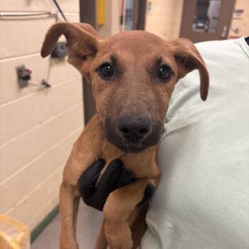 T106944 Maggie -  Shepherd and Mixed Breed Dog for Adoption in Port Washington, New York - T106944 Maggie | PetCurious