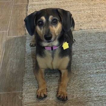 Rescue Dachshund and Mixed Breed Dogs for Adoption in Helena, Alabama - Whimsy | PetCurious