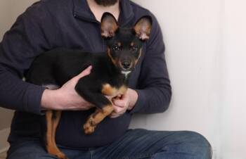 Miniature Pinscher Dogs Available for Adoption - Taz | PetCurious