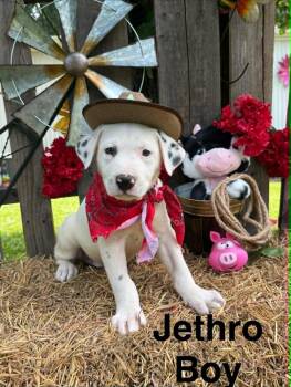 Jethro -  Pointer and Labrador Retriever Dog for Adoption in West Palm Beach, Florida - Jethro | PetCurious