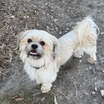 Shih Tzu Dogs Available for Adoption in Durham, North Carolina - Chewy | PetCurious