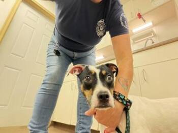 Ryder -  Parson Russell Terrier and Mixed Breed Dog for Adoption in South Bend, Indiana - Ryder | PetCurious