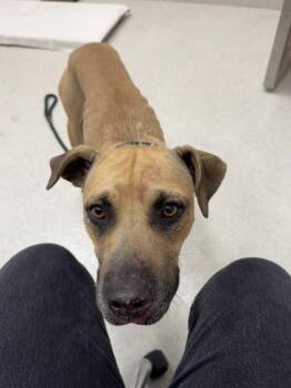 Angel -  Mixed Breed Dog for Adoption in Honolulu, Hawaii - Angel | PetCurious