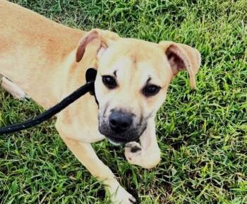 Cabella aka Cali (35 lbs) -  Mixed Breed Dog for Adoption in Mississauga, Ontario - Cabella Aka Cali (35 Lbs) | PetCurious