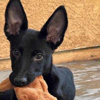Lawless -  Shepherd Dog for Adoption in Las Vegas, Nevada - Lawless | PetCurious
