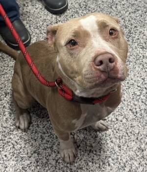 Rescue Mixed Breed Dogs for Adoption in West Chester, Pennsylvania - Milla | PetCurious