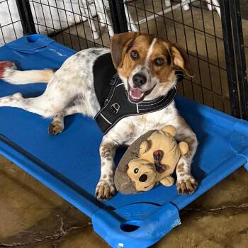 D25-099 Toby -  Beagle and Coonhound Dog for Adoption - D25-099 Toby | PetCurious