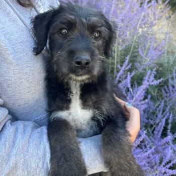 Leo -  Terrier Dog for Adoption in Cashmere, Washington - Leo | PetCurious