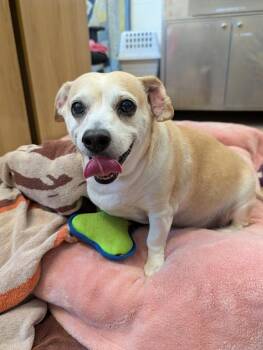 Broccoli Robert -  Chihuahua and Beagle Dog for Adoption in Santa Rosa, California - Broccoli Robert | PetCurious