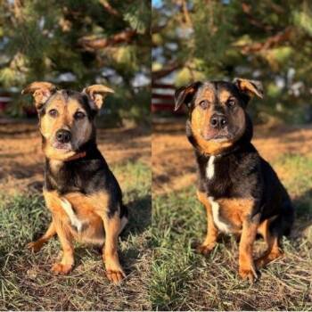Apple--In Foster -  Dachshund and Beagle Dog for Adoption in Fargo, North Dakota - Apple--In Foster | PetCurious