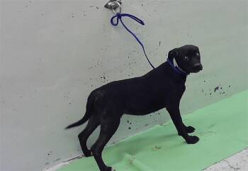 ELLE -  Boxer Dog for Adoption in Houston, Texas - ELLE | PetCurious