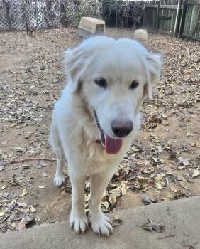 Rescue Great Pyrenees Dogs for Adoption in Manchester, Connecticut - Falkor | PetCurious