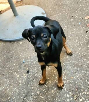 Rescue Miniature Pinscher Dogs for Adoption in Milton, Florida - Ethel | PetCurious
