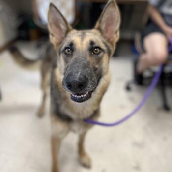 Shiloh -  Shepherd Dog for Adoption in Jacksboro, Tennessee - Shiloh | PetCurious