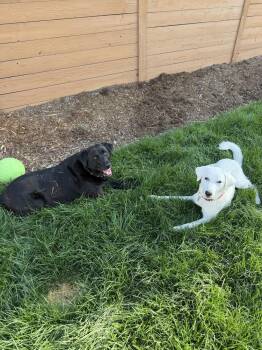 Demitravial / Liam / Mozzarella -  Golden Retriever and Great Pyrenees Dog for Adoption in Broomfield, Colorado - Demitravial / Liam / Mozzarella | PetCurious