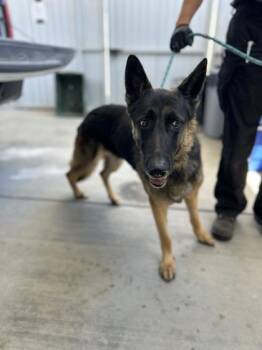 Ruth -  Shepherd and Mixed Breed Dog for Adoption in Fresno, California - Ruth | PetCurious