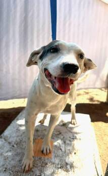 Manchas2 -  Greyhound and Retriever Dog for Adoption in Ramona, California - Manchas2 | PetCurious
