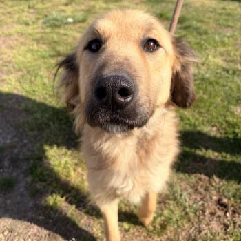 Great Pyrenees and Mixed Breed Dogs Available for Adoption in Franklin, North Carolina - Arabella | PetCurious