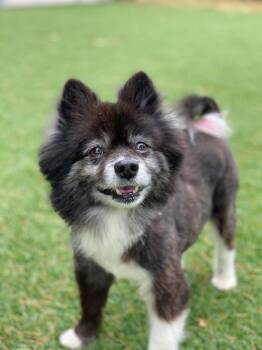 Pomeranian Dogs Available for Adoption in Chico, California - Haze | PetCurious