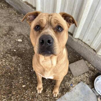 Labrador Retriever and Pit Bull Terrier Dogs Available for Adoption - Bandera | PetCurious