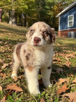 Gus -  Australian Shepherd and Border Collie Dog for Adoption in Byrdstown, Tennessee - Gus | PetCurious
