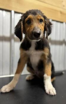 Hudson -  Australian Shepherd Dog for Adoption in Chuckey, Tennessee - Hudson | PetCurious