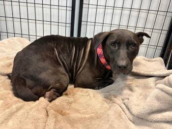 Precious -  Mixed Breed Dog for Adoption in St. Augustine, Florida - Precious | PetCurious