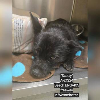 Terrier Dogs Available for Adoption in Westminster, California - Scotty | PetCurious