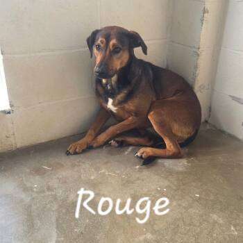 Mixed Breed Dogs Available for Adoption - ROUGE 8837 | PetCurious