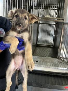 ALICE -  Mixed Breed Dog for Adoption in Dallas, Texas - ALICE | PetCurious