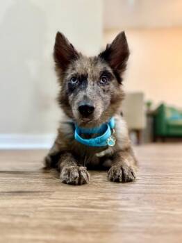 Dakota Merle Magic -  Corgi and Husky Dog for Adoption in Friendswood, Texas - Dakota Merle Magic | PetCurious