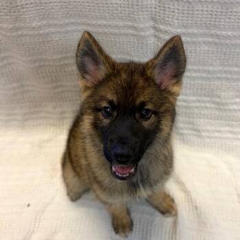 Katniss -  German Shepherd Dog and Mixed Breed Dog for Adoption in Hawthorne, California - Katniss | PetCurious