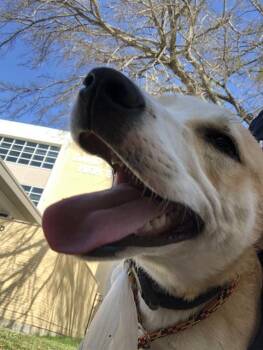 Mixed Breed Dogs Available for Adoption - BUTTERS | PetCurious