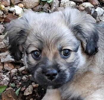 Rescue Shih Tzu and Cairn Terrier Dogs for Adoption in Boerne, Texas - Marvin | PetCurious
