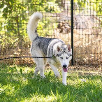 Milo -  Husky Dog for Adoption in Pahrump, Nevada - Milo | PetCurious