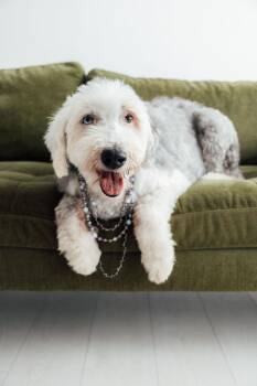 Rescue Old English Sheepdog Dogs for Adoption in Argyle, Texas - Izzy Star | PetCurious