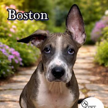 Labrador Retriever and Mixed Breed Dogs Available for Adoption in Washington, Pennsylvania - Boston | PetCurious