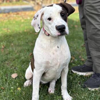Rescue Hound and Boxer Dogs for Adoption in Hopkinton, Massachusetts - Maven | PetCurious