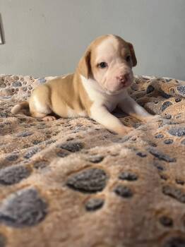 Milkshake - Lola Mae -  American Bulldog Dog for Adoption in Lakeland, Florida - Milkshake - Lola Mae | PetCurious