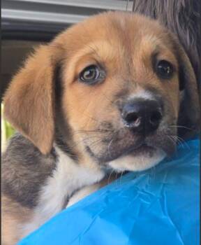 Eric -  Mixed Breed Dog for Adoption in Vancouver, Washington - Eric | PetCurious
