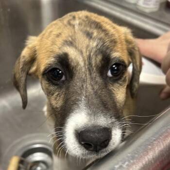 Hound Dogs Available for Adoption in Birmingham, Alabama - Gibson | PetCurious