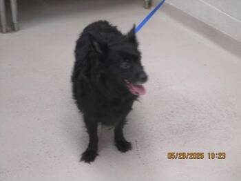 Border Collie and Cardigan Welsh Corgi Dogs Available for Adoption in Marietta, Georgia - Christina Dior(313) | PetCurious