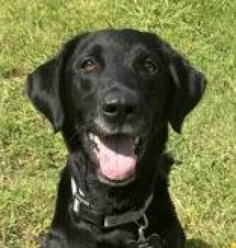 River -  Mixed Breed Dog for Adoption in Potsdam, New York - River | PetCurious