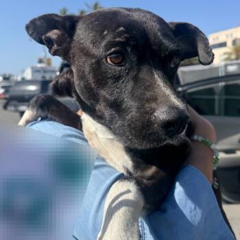 Rescue Mixed Breed Dogs for Adoption in San Diego, California - Bola | PetCurious