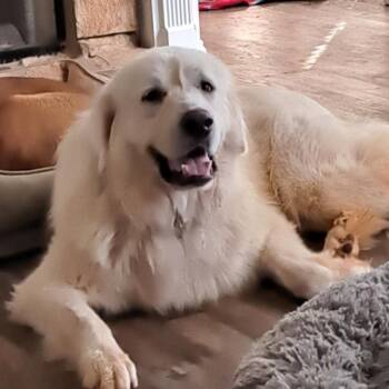 Rescue Great Pyrenees Dogs for Adoption in Roswell, Georgia - Atlas | PetCurious